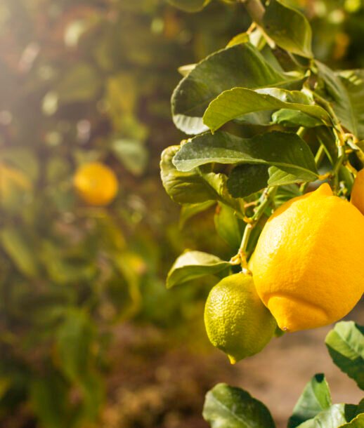 Bunch of fresh ripe lemons on a lemon tree branch in sunny garden.
